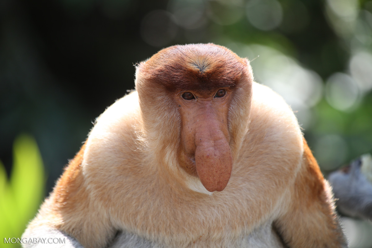 Proboscis-Monkey